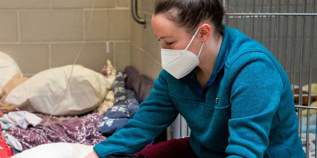 Tweet by Tufts | Cummings School of Veterinary Medicine