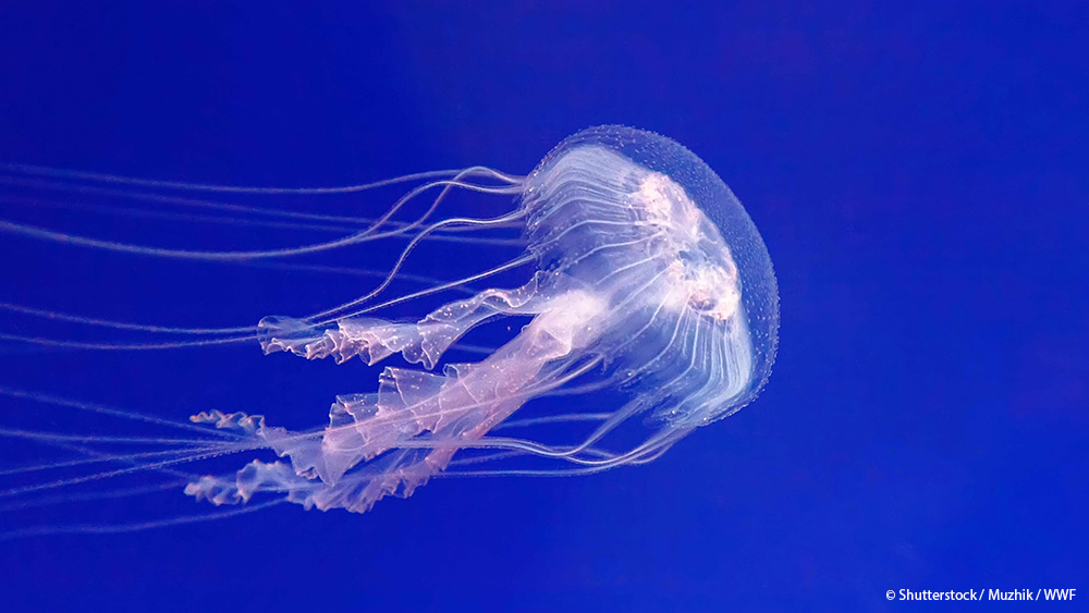 Happy #WorldJellyfishDay!