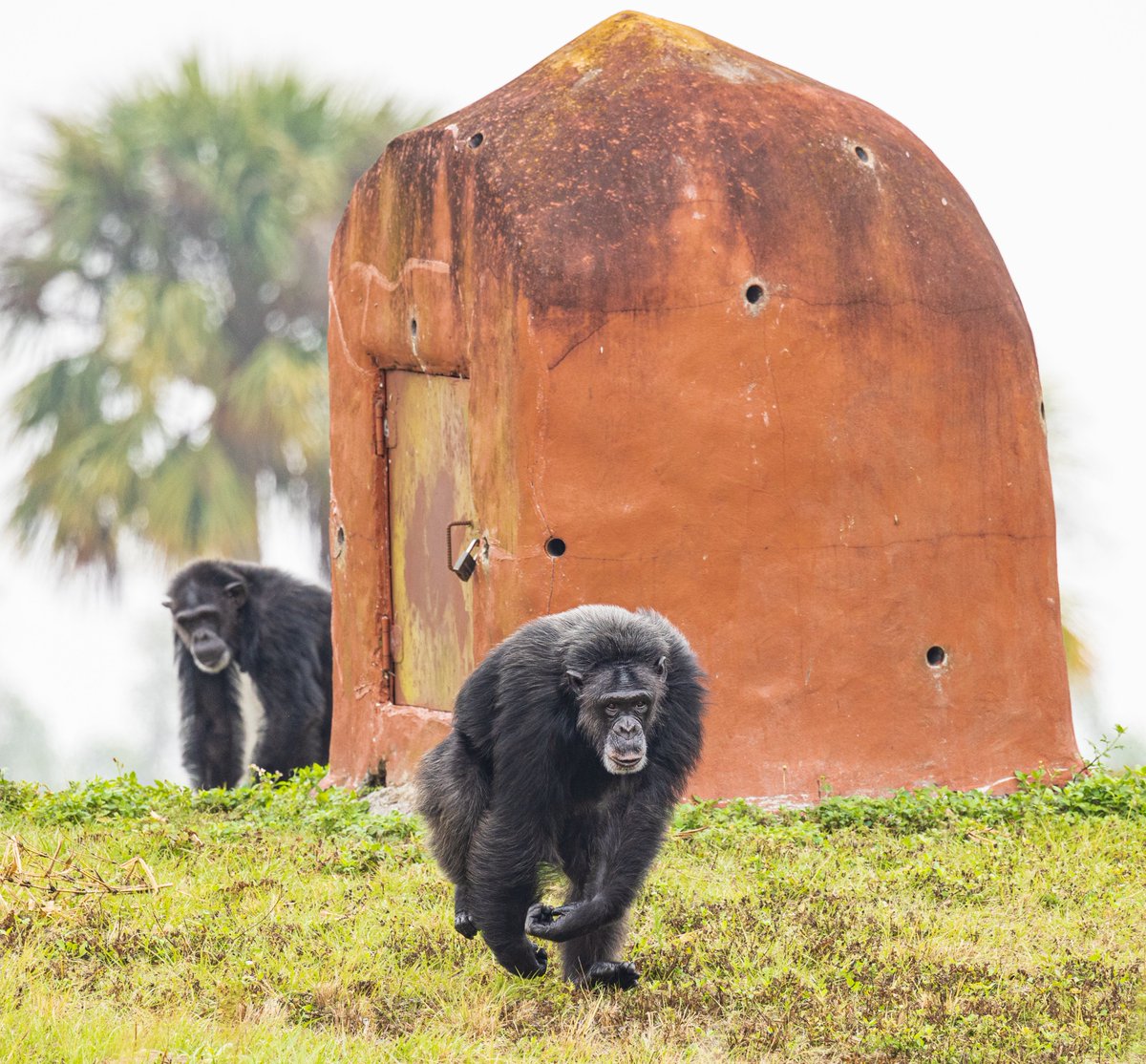 SaveTheChimps's tweet photo. Chimp displays are often associated with male behavior though also exhibited by females. #sablethechimp's hair is piloerect & she's banging on the loudest item in her environment. In the wild chimps bang on the buttresses of large trees that will emit loud sounds. #chimpbehavior https://t.co/yztwfRzPLJ
