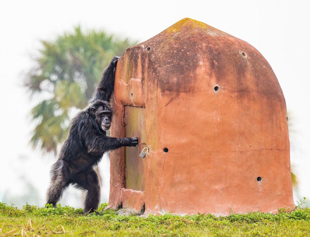 SaveTheChimps's tweet photo. Chimp displays are often associated with male behavior though also exhibited by females. #sablethechimp's hair is piloerect & she's banging on the loudest item in her environment. In the wild chimps bang on the buttresses of large trees that will emit loud sounds. #chimpbehavior https://t.co/yztwfRzPLJ