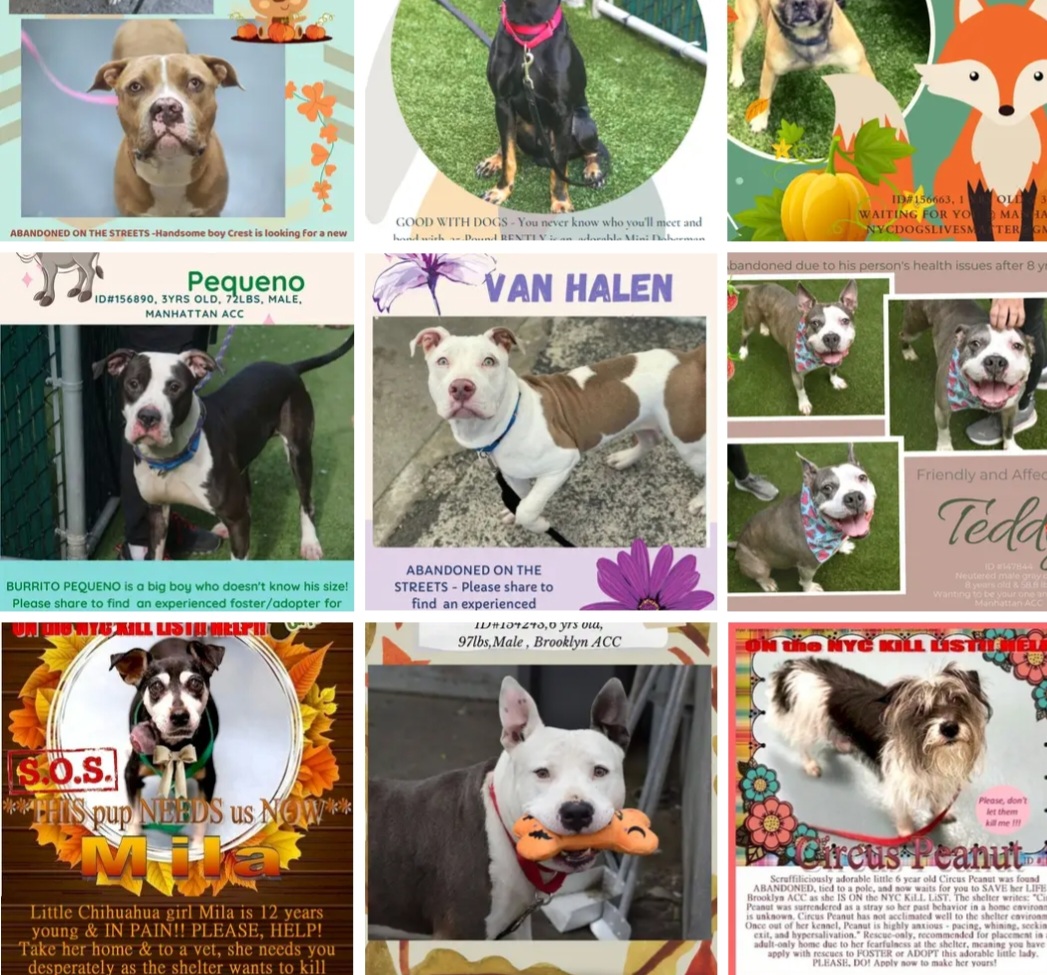 #NYCACC #Pledges Kill Day #thursdayvibes #FostersSaveLives Medicals #FosteringTheFuture Lena 25 Rocky Balbia 30 Mila 40 Shamama Boogie 65 Calto 195 Shoto 209 Kodah 250 Burrito Pequeno 396 Metallica 406 Noche 413 Teddy 592 Some pledges are horrifyingly low TY