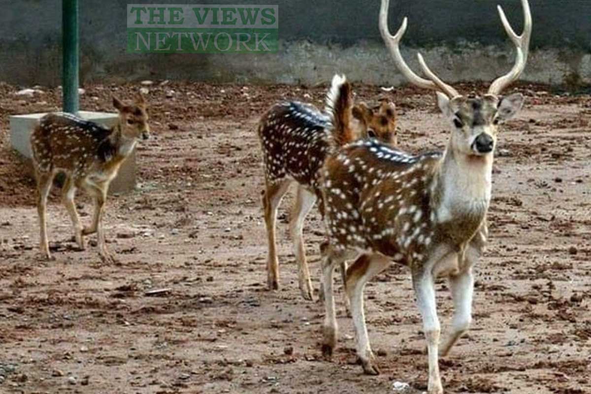 TheViewsNetwork's tweet photo. فنڈز نہ ہونے کی وجہ سے چڑیا گھر میں موجود جانوروں کے لیے خوراک کا بندوبست کرنا بھی مشکل ہوگیا، 7 کلو روزانہ گوشت کھانے والے شیر کو 4 کلو پر لانے کا امکان...👇

https://t.co/BxHxPHIgac

#NationalNews
#3rdnov2022
#KpK 
#zoo 
#food 
#TVN
#TVNUrdu
#TVNNational 
#TheViewsNetwork https://t.co/monuwFUbPI