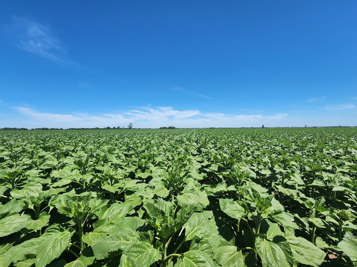 Asi de hermoso esta el LG 50760 CL #girasol una verdadera postal !! <a href="/lgsemillas/">LG SEMILLAS 🌽🌻🌾🌱</a> <a href="/JochiArigos/">Jochi Arigós</a>