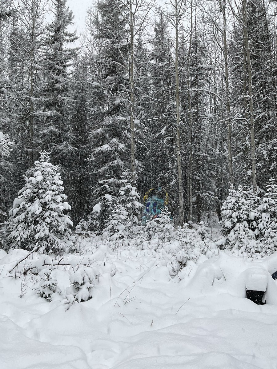 hypnohalo_'s tweet photo. Had to go shovel the 18” of snowfall and noticed something scary yet cuddly watching me from the woods… #blueyeti #yetisearch @quirkiesnft https://t.co/qcKgJbpxRI