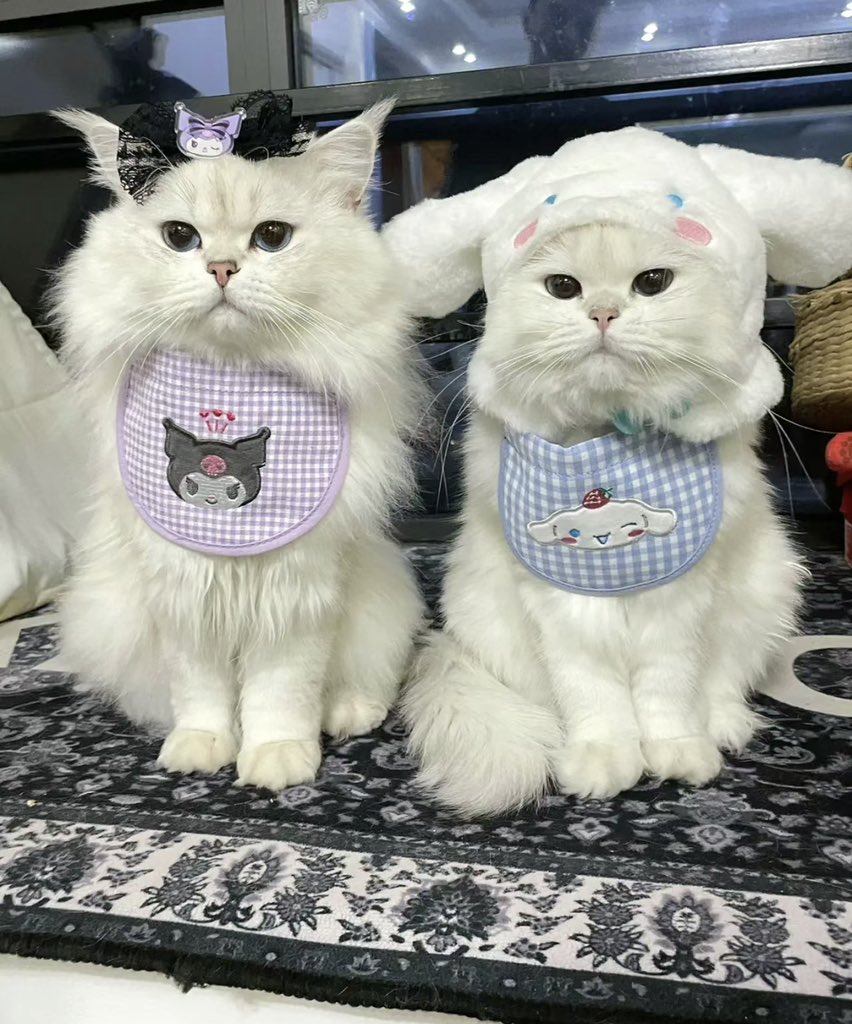 cats with sanrio hats