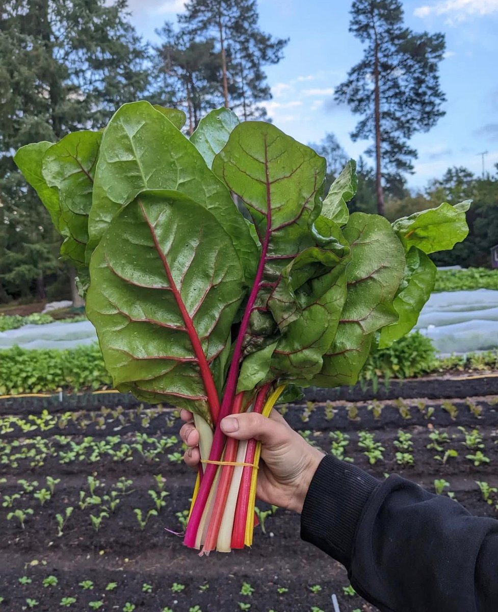 SurreyFarmersMarkets tweet media