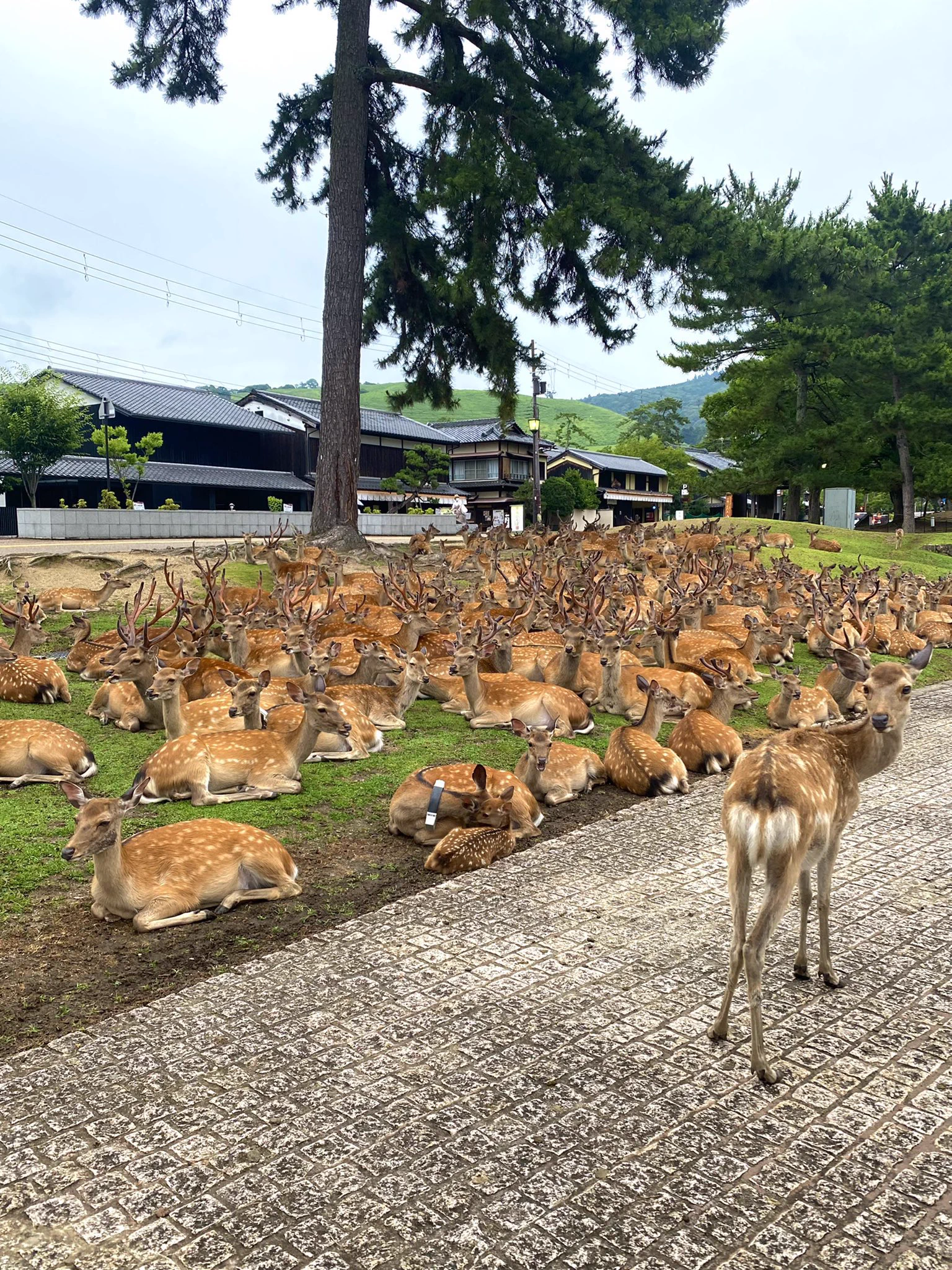 奈良公園の鹿の集団に遭遇。合成かと疑うくらいの鹿の数ｗ