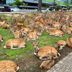 奈良公園の鹿の集団に遭遇。合成かと疑うくらいの鹿の数ｗ