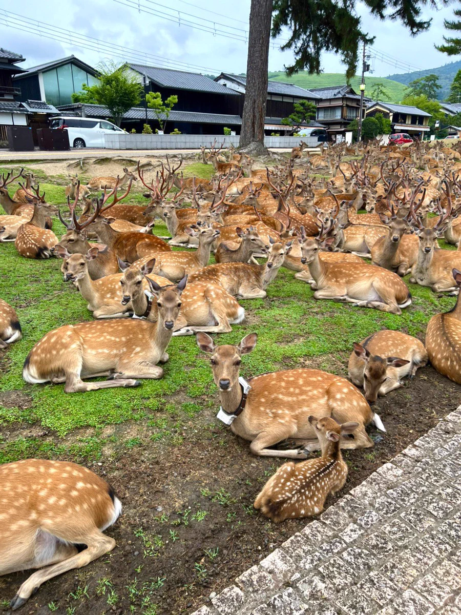 奈良公園の鹿の集団に遭遇。合成かと疑うくらいの鹿の数ｗ
