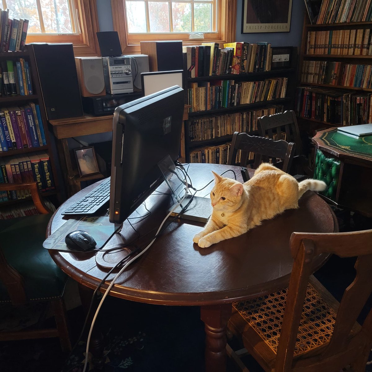 Henry #cat hanging out in my office.