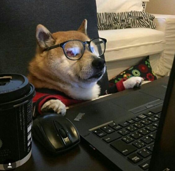 CaR_L0ST's tweet photo. Central banks across the globe: 
"we're truly fucking fucked, this is gonna be an epic extremely painful and unusually long recession"

Me: 
*market buys highly speculative doggy coin* https://t.co/9aqELRoewj