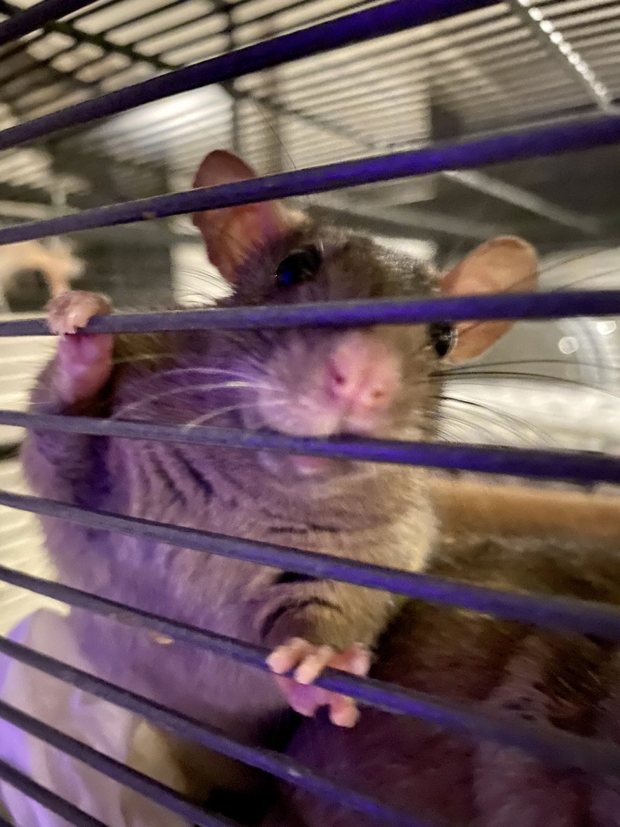 battydiva's tweet image. Maybe I’ll stay around and get #ratverified