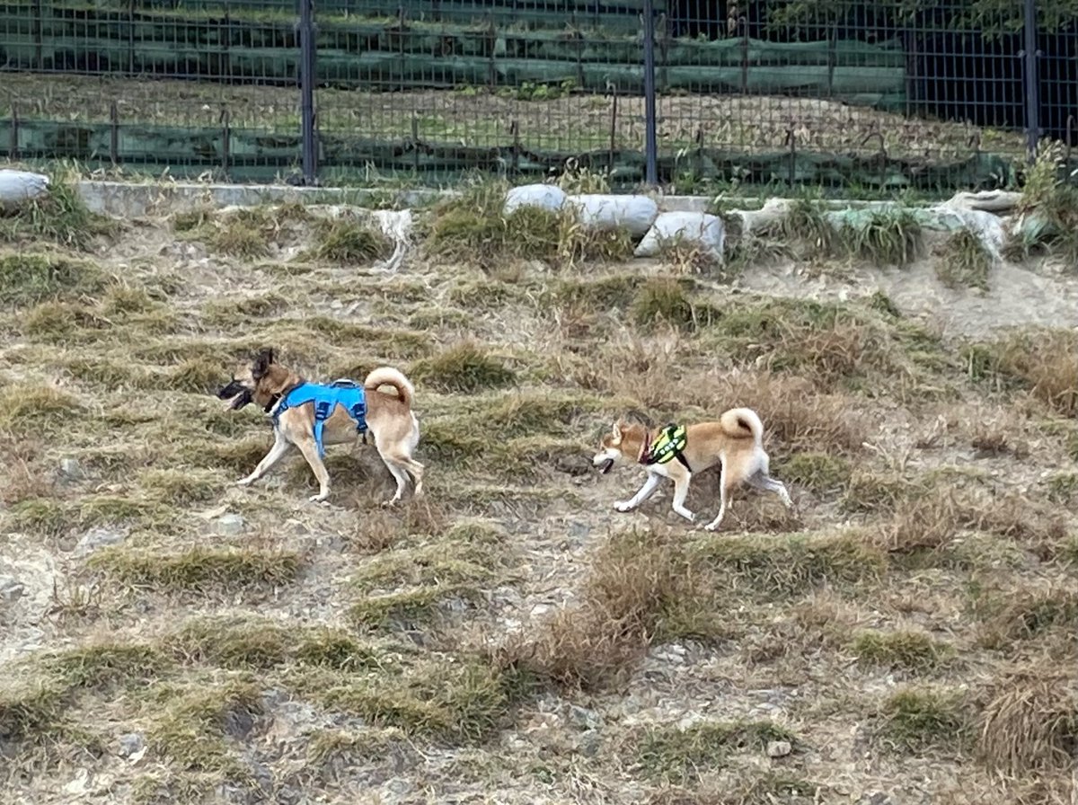 shiba_mame_dog's tweet photo. 昨日ドッグランに行きました。
斜面が特徴的なところで、いい運動になるし、豆吉の様子が見やすい。(いつも上の方にいるので)
＃柴犬
＃柴犬のいる暮らし
＃ドッグラン https://t.co/upbe17TMWq