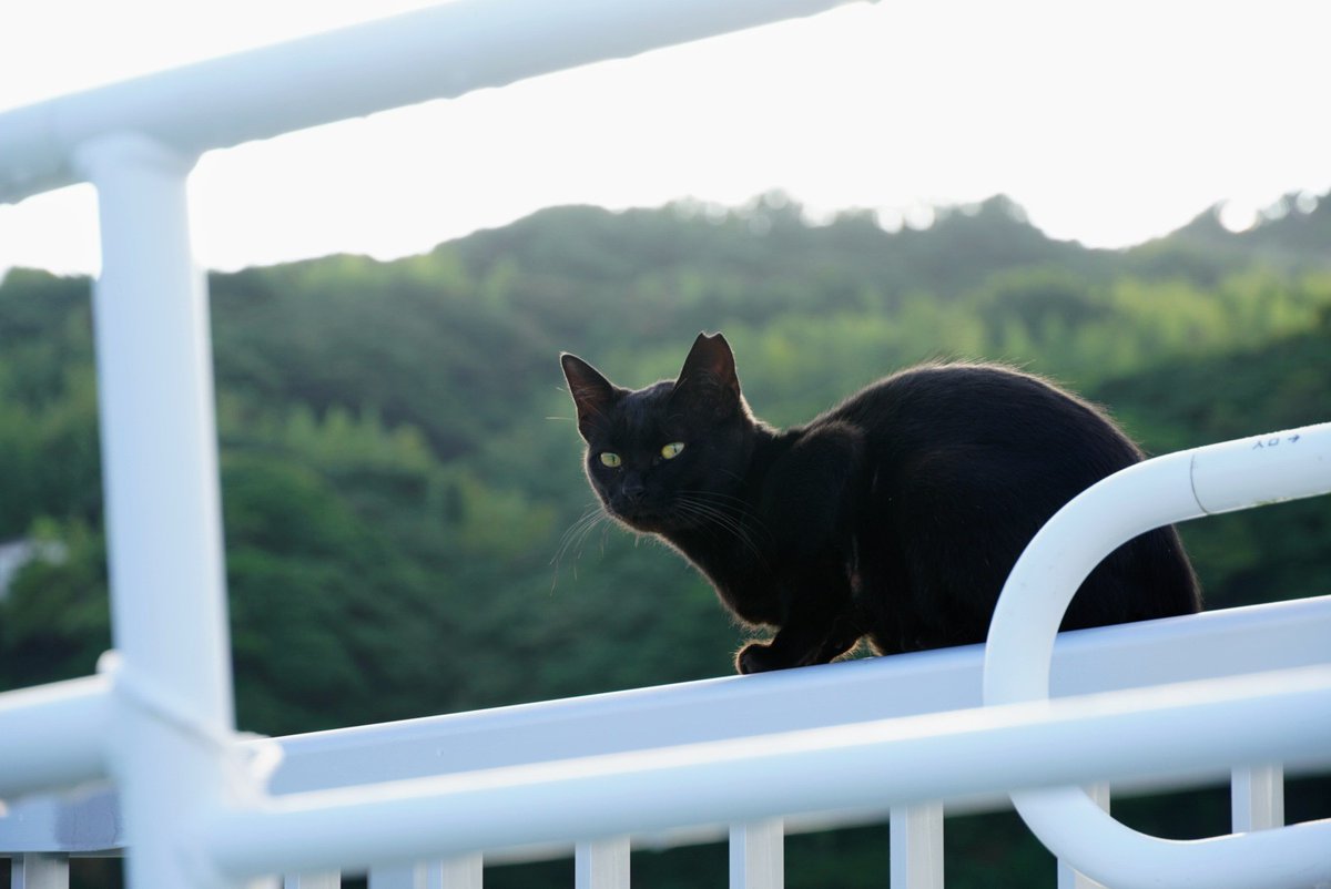 おはよーございます🐾 仁斗田桟橋の黒猫君 皆さまをお出迎え