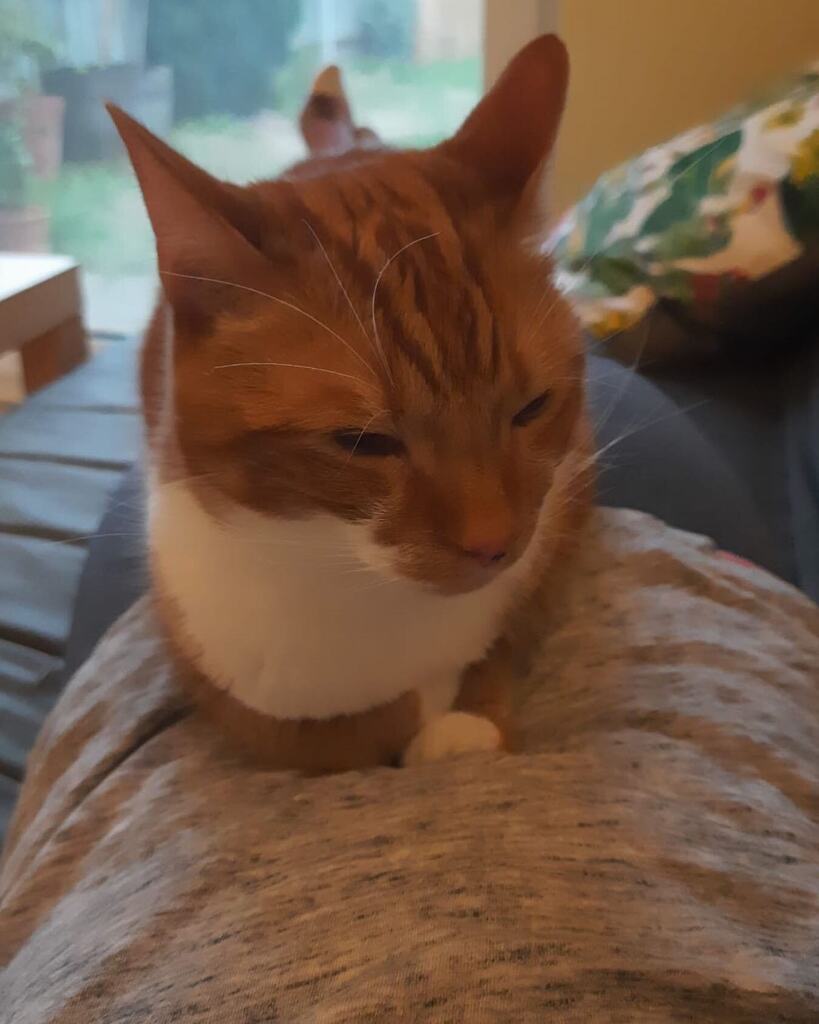 thepolestudio's tweet photo. Who’s looking forward to the weekend? Take some tips from our mascot Filmore #timetorelax #takeabreath #catsofinstagram #stopforaminute https://t.co/iYWnp4WvGU https://t.co/6gFm82U2HR
