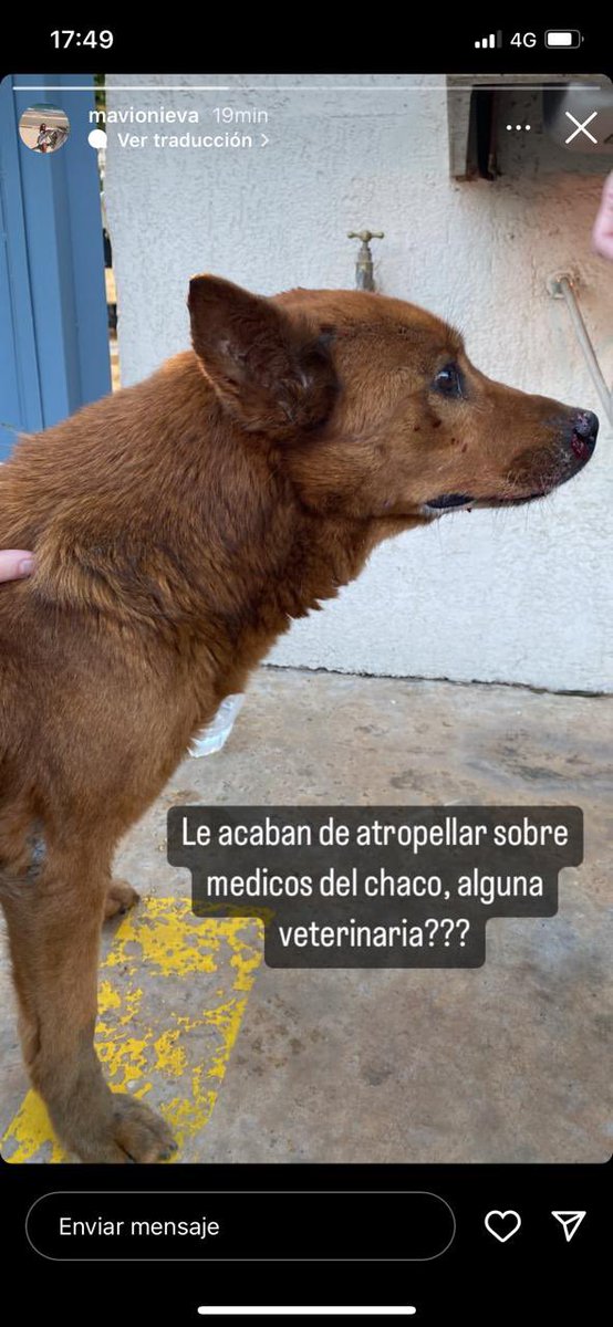 OnievaMavi's tweet photo. NECESITO AYUDA URGENTE!! Le atropellaron recien y necesito saber si tiene dueño. Ya le revisaron unas veterinarias y le medicaron pero necesita estar en un hogar unos dias para que este en observación POR FAVOR @Ayudandopeludos @AdoptamePy  @dameunapatapy  @Santula @MarileUnger https://t.co/H2bi7hxF41