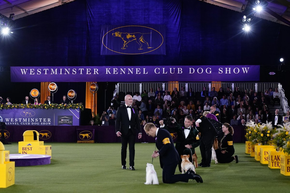 AP's tweet photo. Canines, anyone? Westminster dog show heads to tennis center https://t.co/PeMUIj7kPw https://t.co/8m1q6JtOBF