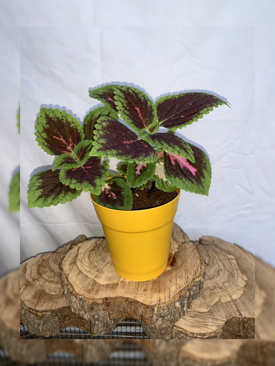 plantes chez pep tweet media