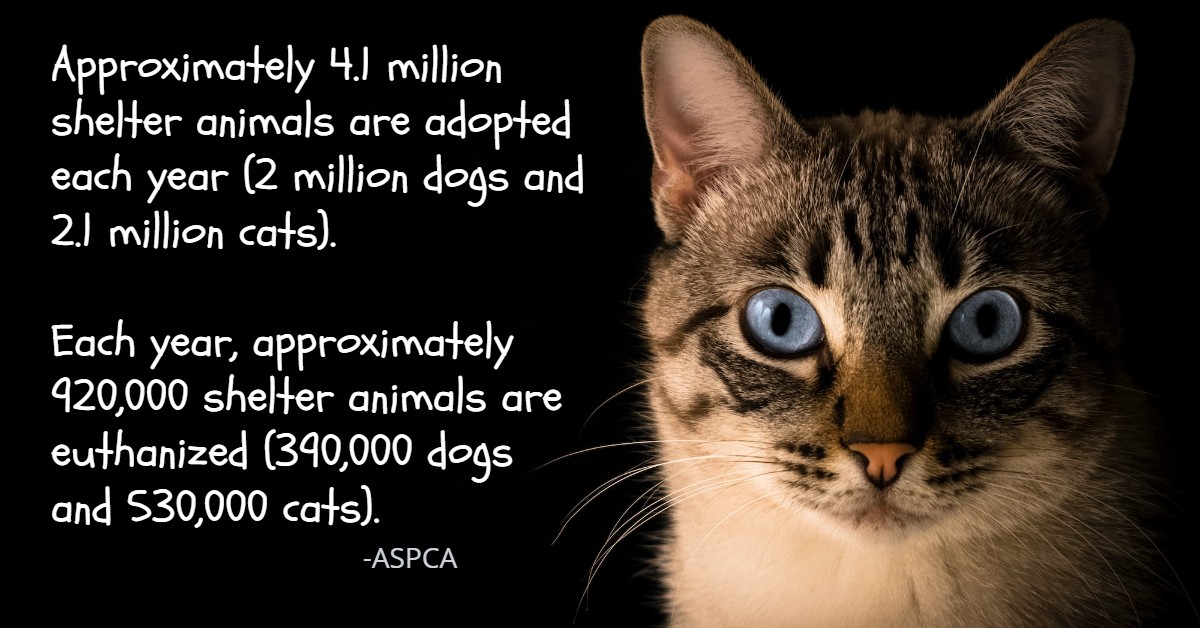 CommUlinks's tweet image. Are you thinking about starting a #nonprofit #animalrescue?  Read the blog post we wrote about starting one on the website we developed for your new org, which could be yours!

pawlover.org/start-a-nonpro…