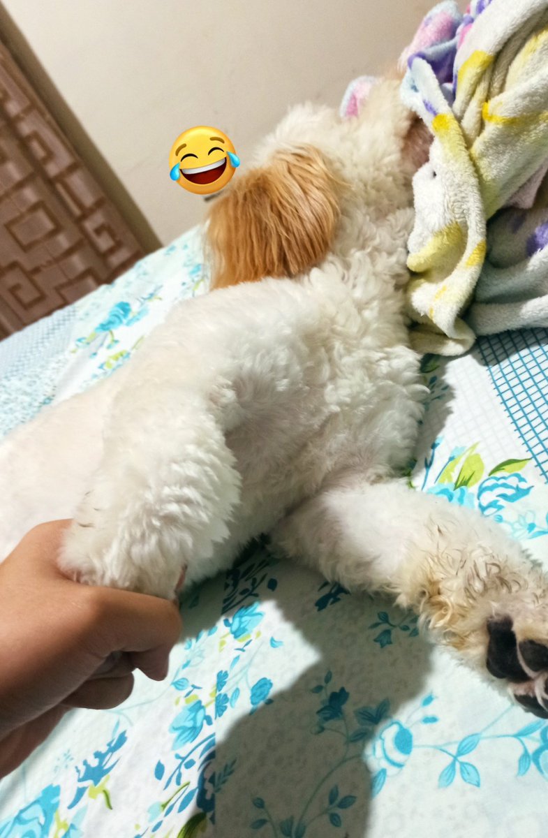 NizanAli22's tweet photo. Cuando le pisé la patica a mi perro, le pedí disculpas pero ya no quería saber más de mi😂🤧 https://t.co/bXRFhKncuB