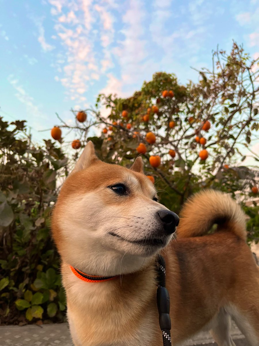 #柿 #イマソラ #空 #写真
#柴犬 #犬 #愛犬 #dogs

実りの秋🍁 https://t.co/H0VxbsfNeY