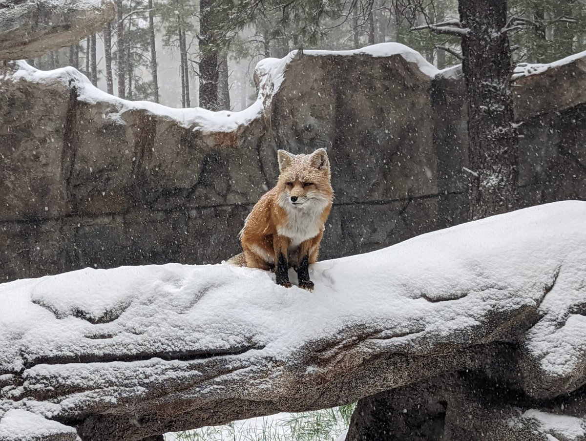 abc15's tweet photo. It's bear-y cold in Arizona today! 🐻❄️ But these three little bears and friends don't seem to mind as they frolic in the snow at Bearizona! https://t.co/0gE2k2DMk2