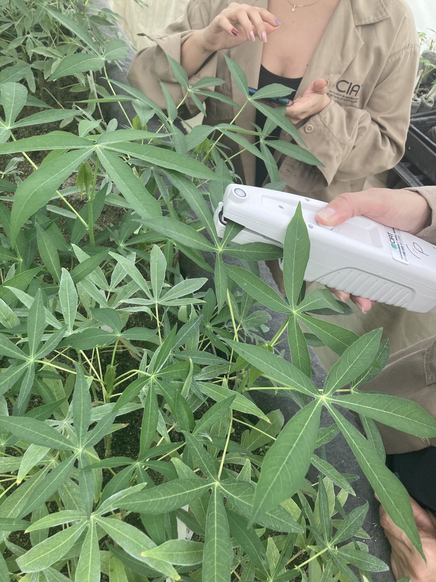 jesshpritchard's tweet photo. This week Iโve been working to try and measure cassava photosynthesis in the poly-tunnel system for propagation the team here have been improving - met more lovely people and did a mini experiment with the #multispeQ https://t.co/i1j7yjBDuj