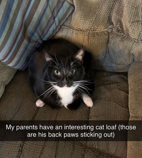 WholesomeMeme's tweet photo. https://t.co/jcMcLa280Z