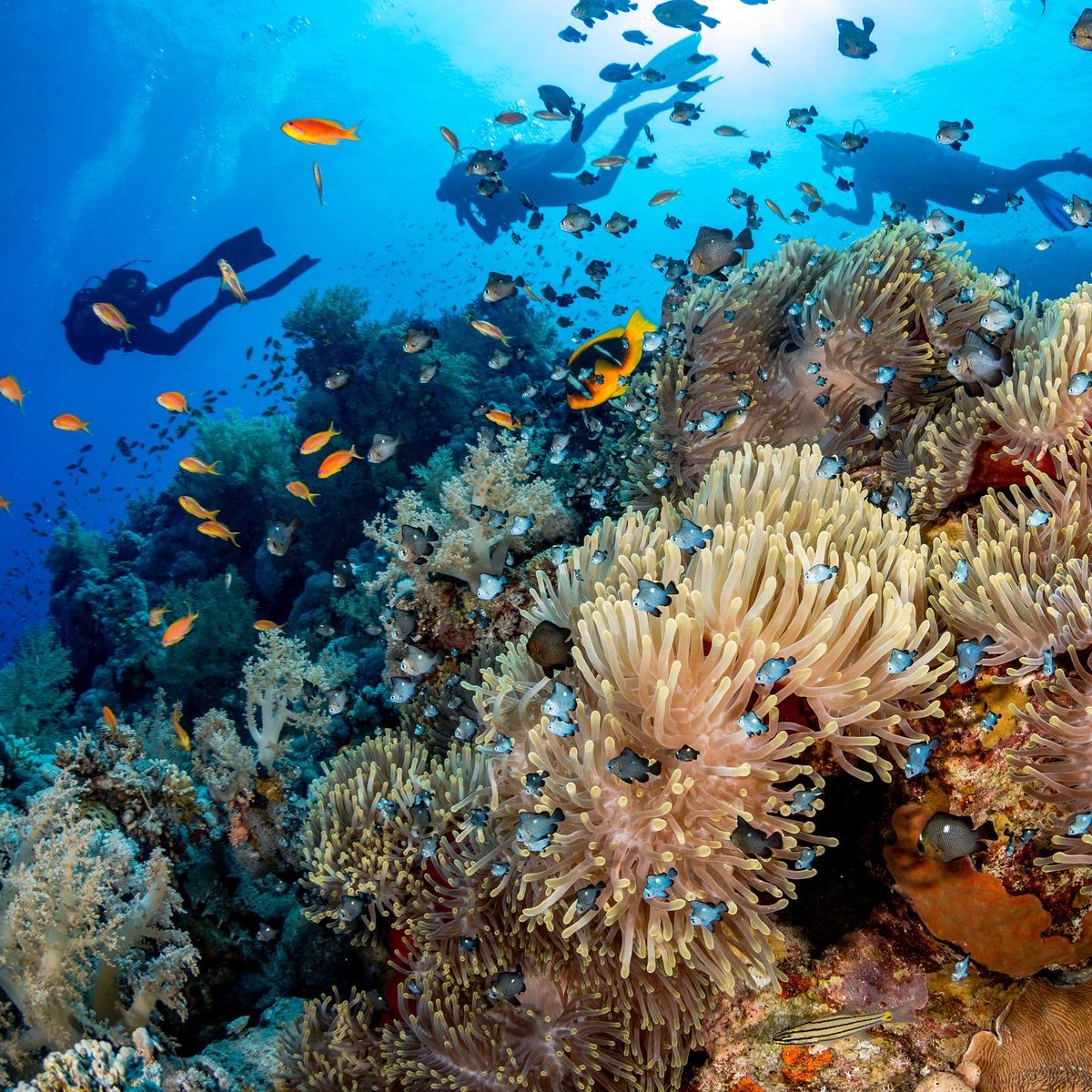 theoceanagency's tweet photo. We're proud to be Hope Spot Champions together with @HEPCA3 for the first @MissionBlue Hope Spot in the Red Sea — the #GreatFringingReef! 

https://t.co/3uuDIVkVVo

Photos from https://t.co/9c98phhwVU / Renata Romeo, Alex Mustard, Cinzia Osele Bismarck https://t.co/zm5Y1B4dYC