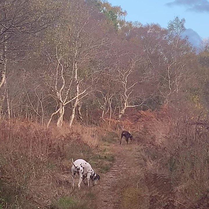 #canelothefosterdog - his last walk with Cora before he heads off to his new home tomorrow 😀 #doberman #DogsofTwittter #Shropshire #bettisfieldmoss