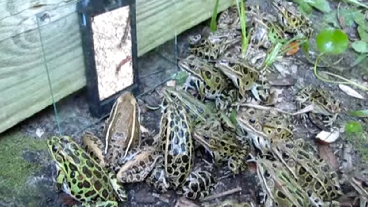 Frog Syndicate | Hopping Soon 🔜 tweet media