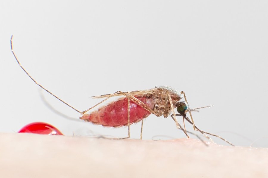 📢 <a href="/LSHTM/">London School of Hygiene & Tropical Medicine</a>-<a href="/ChariteBerlin/">Charité - Universitätsmedizin Berlin</a> #GlobalHealth Lecture Series: Rethinking #Malaria: The #mosquito is on the move - can we keep up?🦟
📆Thursday 10 November 2022; 16:00-17:30h UK time
 lshtm.ac.uk/newsevents/eve…