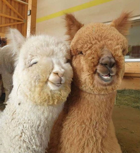 😍"Hey buddy we made it through today haha" 🥰🤗
#cute #animals #funny #limas #lima
<a href="/cutenessdaily_/">Steve</a>