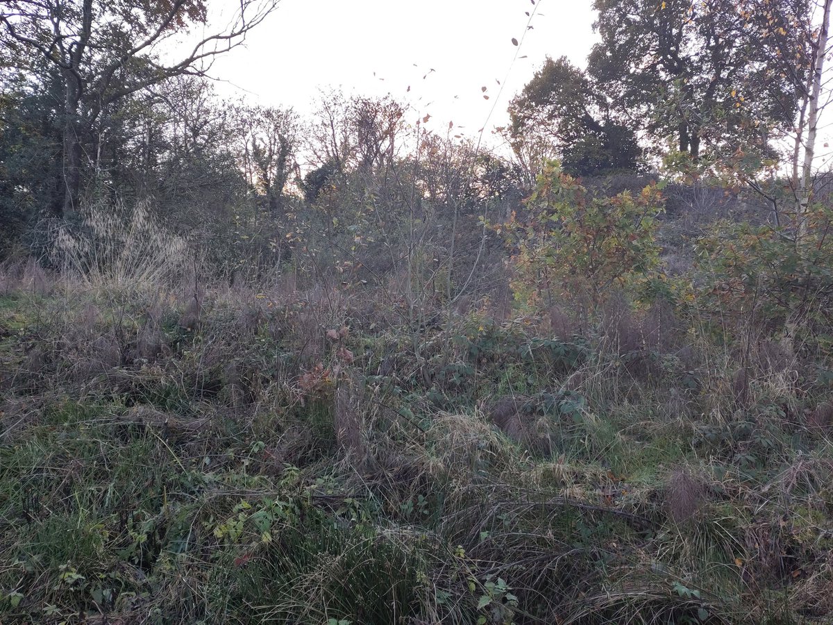 James Hitchcock 🏴 tweet media