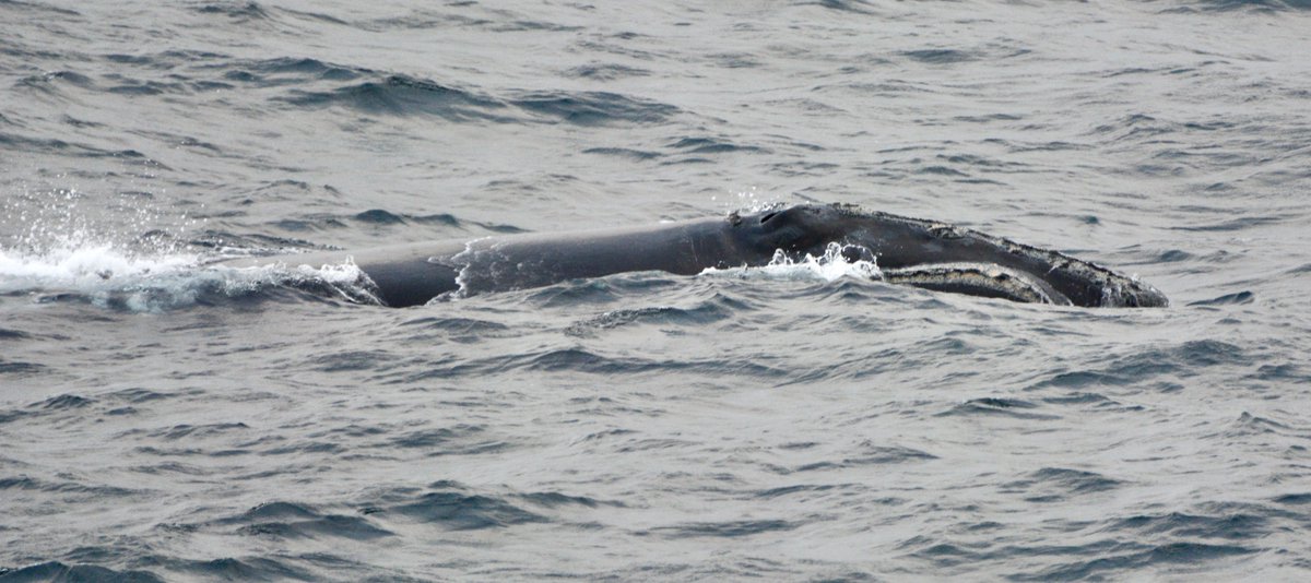 drjwlawson's tweet photo. DFO employee Cynthia Mercer captured amazing photos of a #right whale passing below the lookout at Cape Spear, near St. John's, NL yesterday evening! If its the whale "Gandalf", he was last seen in the Gulf of St. Lawrence in the summer. Keep an eye out for this rare whale! https://t.co/KIDaz0181e