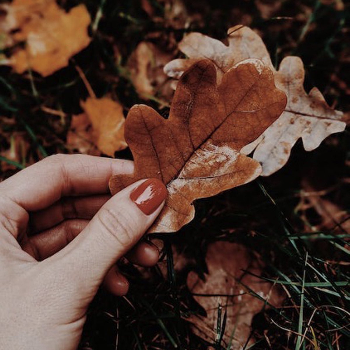 #WRLVA #tips: Rather than bagging the leaves in your yard this fall, consider shredding them for mulch instead. #Wildlife will thank you for the extra housing and food materials, and your garden will thank you for the layer of protection from the cold!