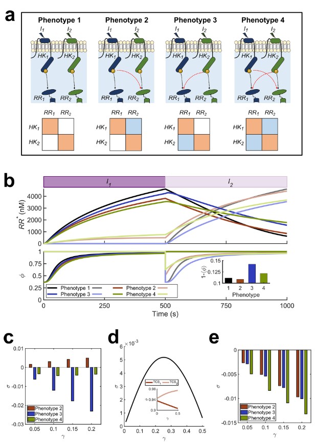 ASMicrobiology's tweet photo. Cross talk between bacterial 2-component signaling systems is evolutionary disadvantageous—or is it? Mathematical modeling &amp; evolutionary simulations show cross talk that primes bacteria to upcoming stimuli may be beneficial. Learn more in #mSystems: https://t.co/f9fNuDz3aO https://t.co/wVn2fhuZBJ