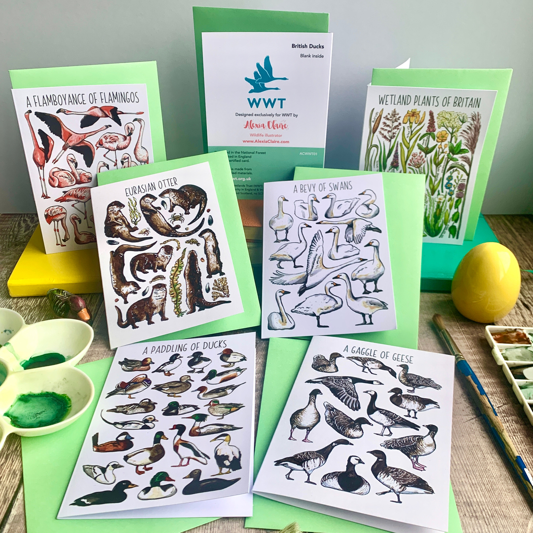 AlexiaClaireS's tweet image. 🦆Exciting partnership announcement!🐸  @wwtworldwide
I am so excited to be able to share that this spring, I painted 6 bespoke designs for the Wildfowl &amp;amp; Wetlands Trust @wwtworldwide, which are now being sold across all ten of their fabulous wetland reserves. A few of you ea