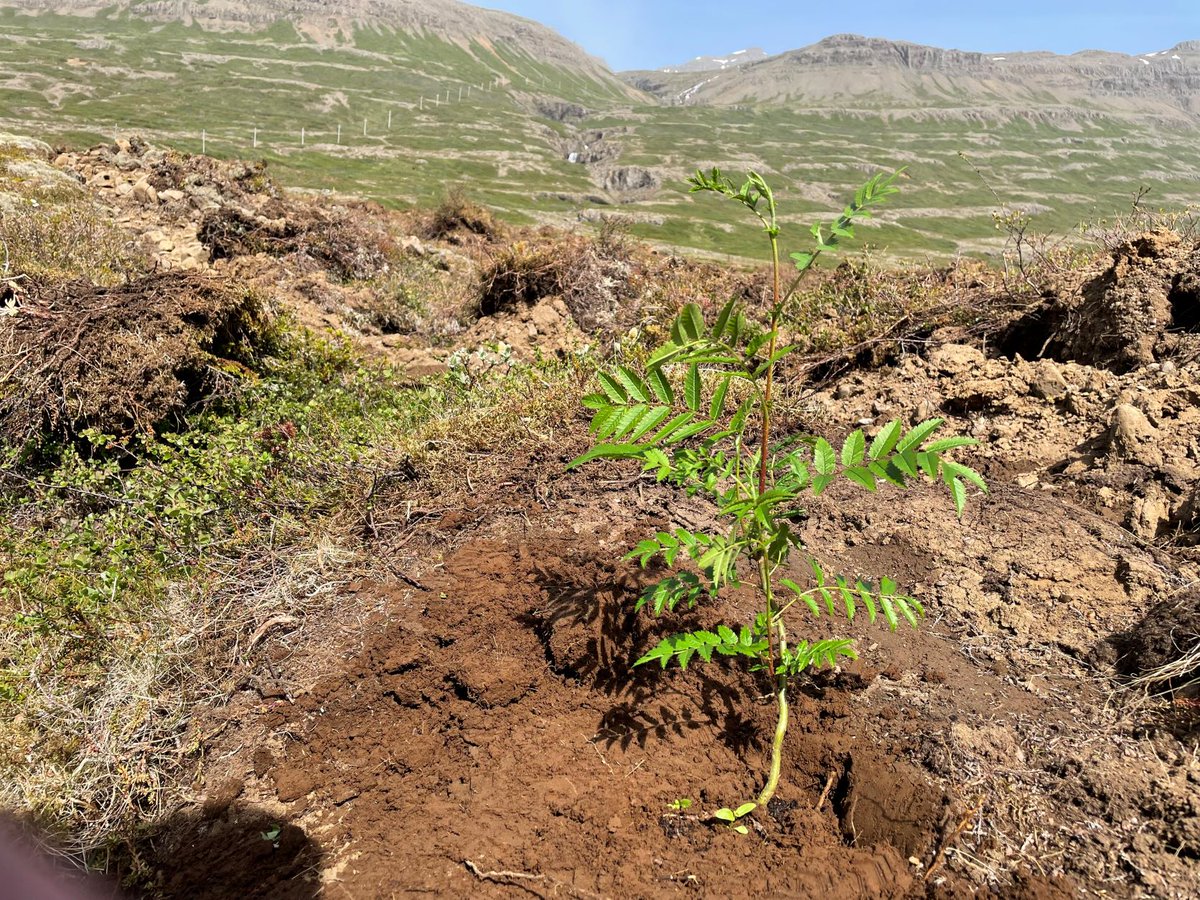 One Tree Planted tweet media
