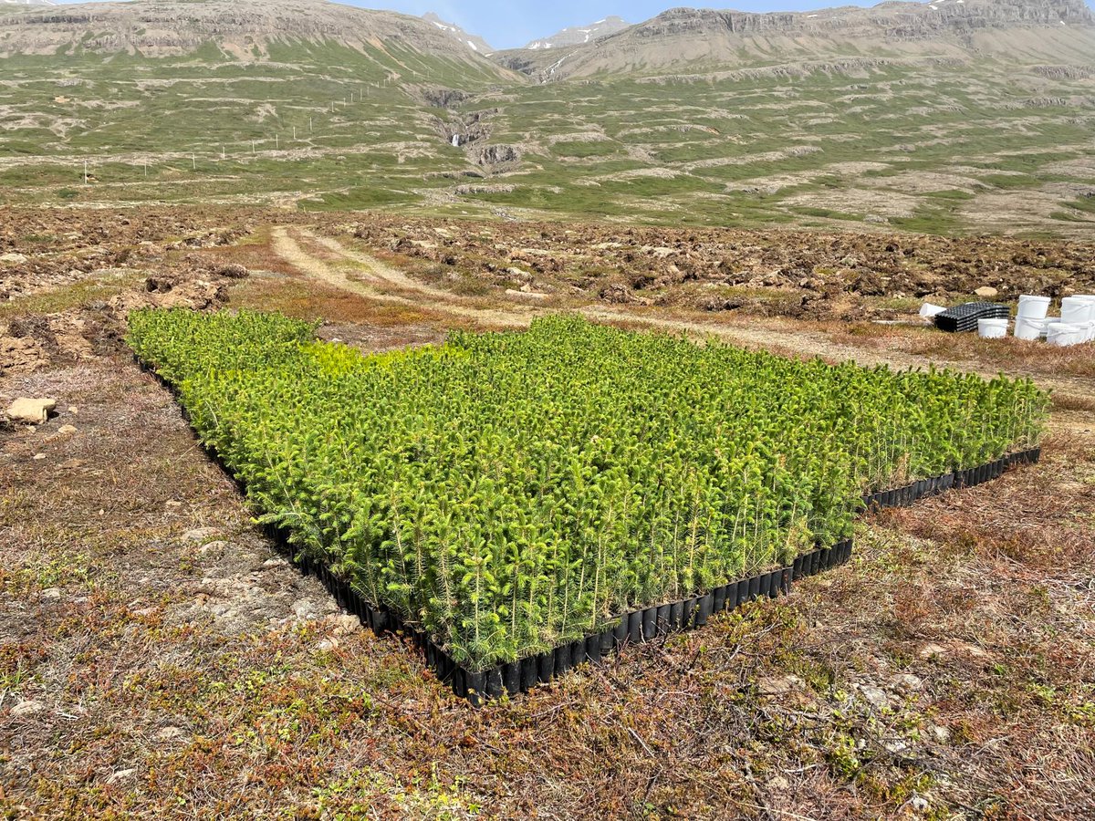 One Tree Planted tweet media