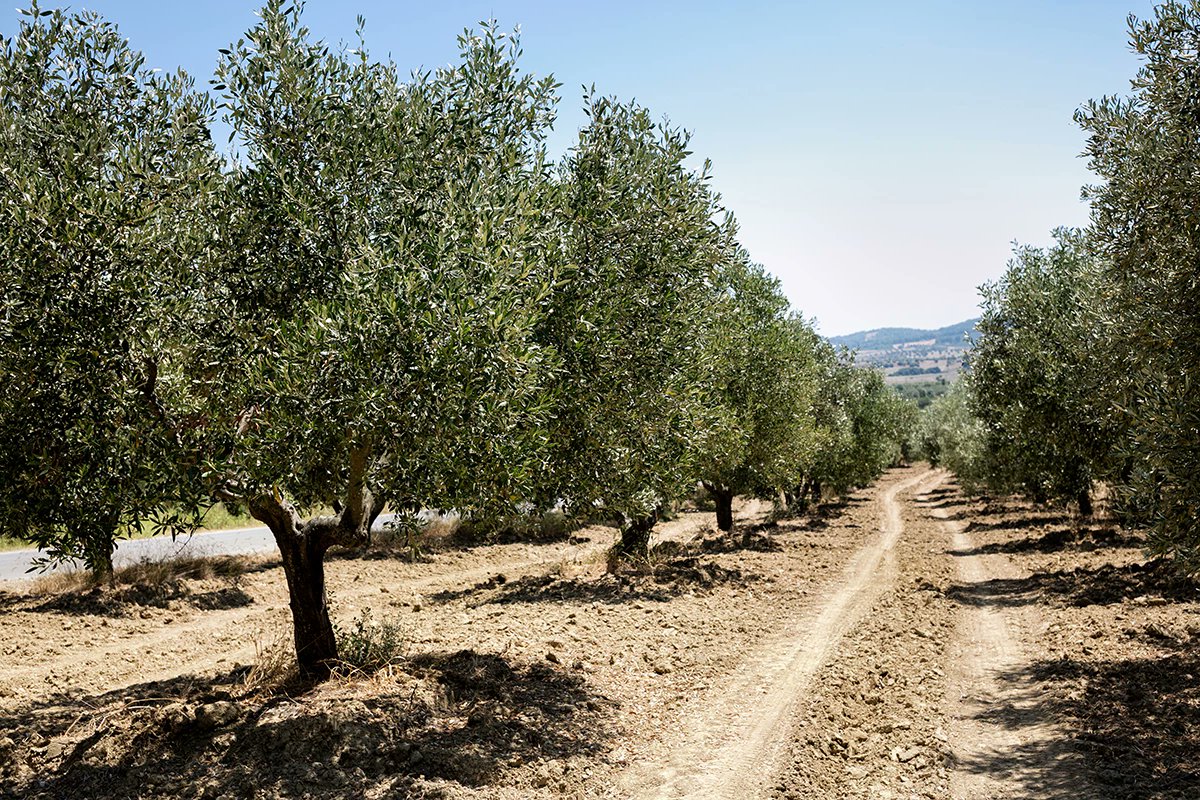 ideagro's tweet photo. 🧐 Un análisis durante 15 años de los #suelos de #olivares mediterráneos constata la pérdida de secuestro de carbono por el #laboreo 
⬇️ 0,8% (primeros 40 cm) 
⬇️ 2,1% ( perfil completo del suelo)
Investigación del grupo SUMAS de la @Univcordoba
https://t.co/6N3cE5tJK8 https://t.co/yEyazSQiNK