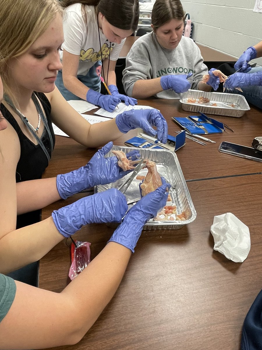 guby04's tweet photo. Chicken wing dissection today in Small Animal Management. #kphs #humbleisd_CTE https://t.co/d8aN4JazHO