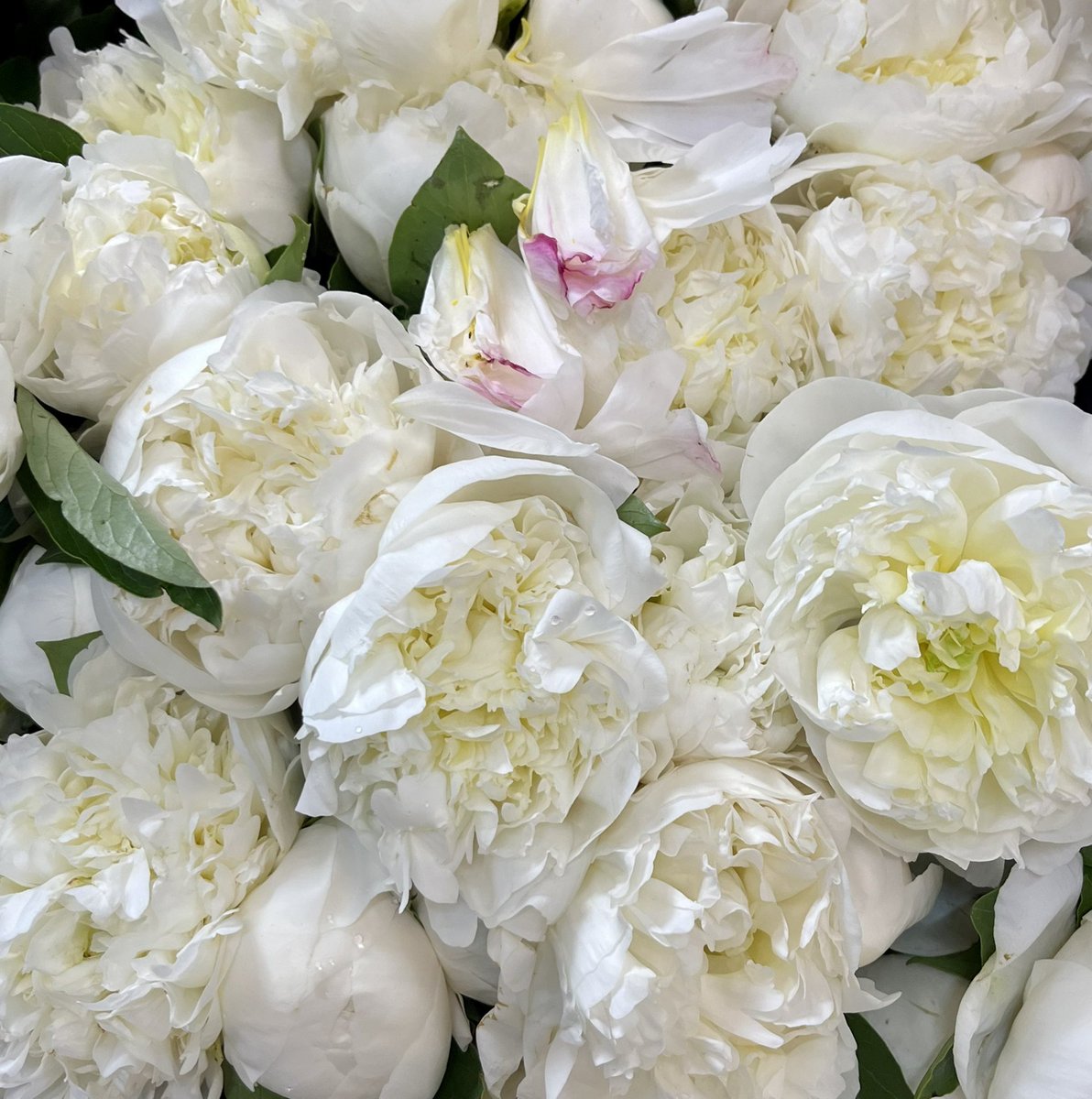 Pretty peonies 🤍