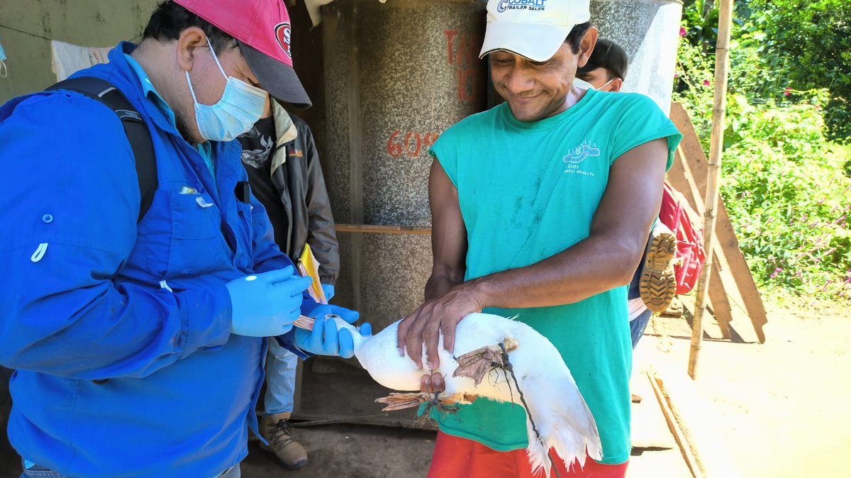 GranadaNica2's tweet photo. #Nicaragua

@IpsaNicaragua realiza Jornada de vacunación de aves para la prevención de la enfermedad Newcastle en la comunidad Los Aburtos del municipio de #Nandaime.

#UnidosVencemosVenceremos https://t.co/3UnfN4bK2l