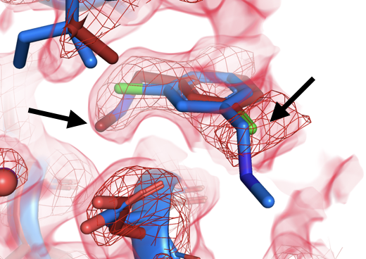 DanielKeedy's tweet photo. TLDR: Many small-molecule fragments bind differently to proteins at room temperature (red) instead of the usual cryogenic temperature (blue): new binding poses, binding sites, solvation patterns, and even allosteric protein responses. (2/) https://t.co/Pfbj2cJkgl