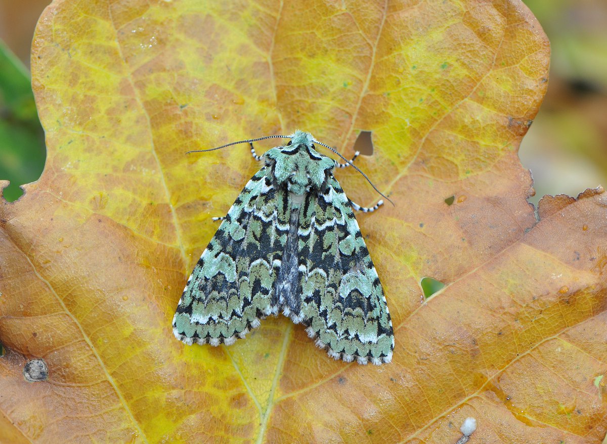 Merveille du Jour from Skelton last week @BC_Yorkshire @savebutterflies @BritishMoths @NatureUK @nybirdnews @teesbirds1 @teeswildlife @TeesvalleyLNP