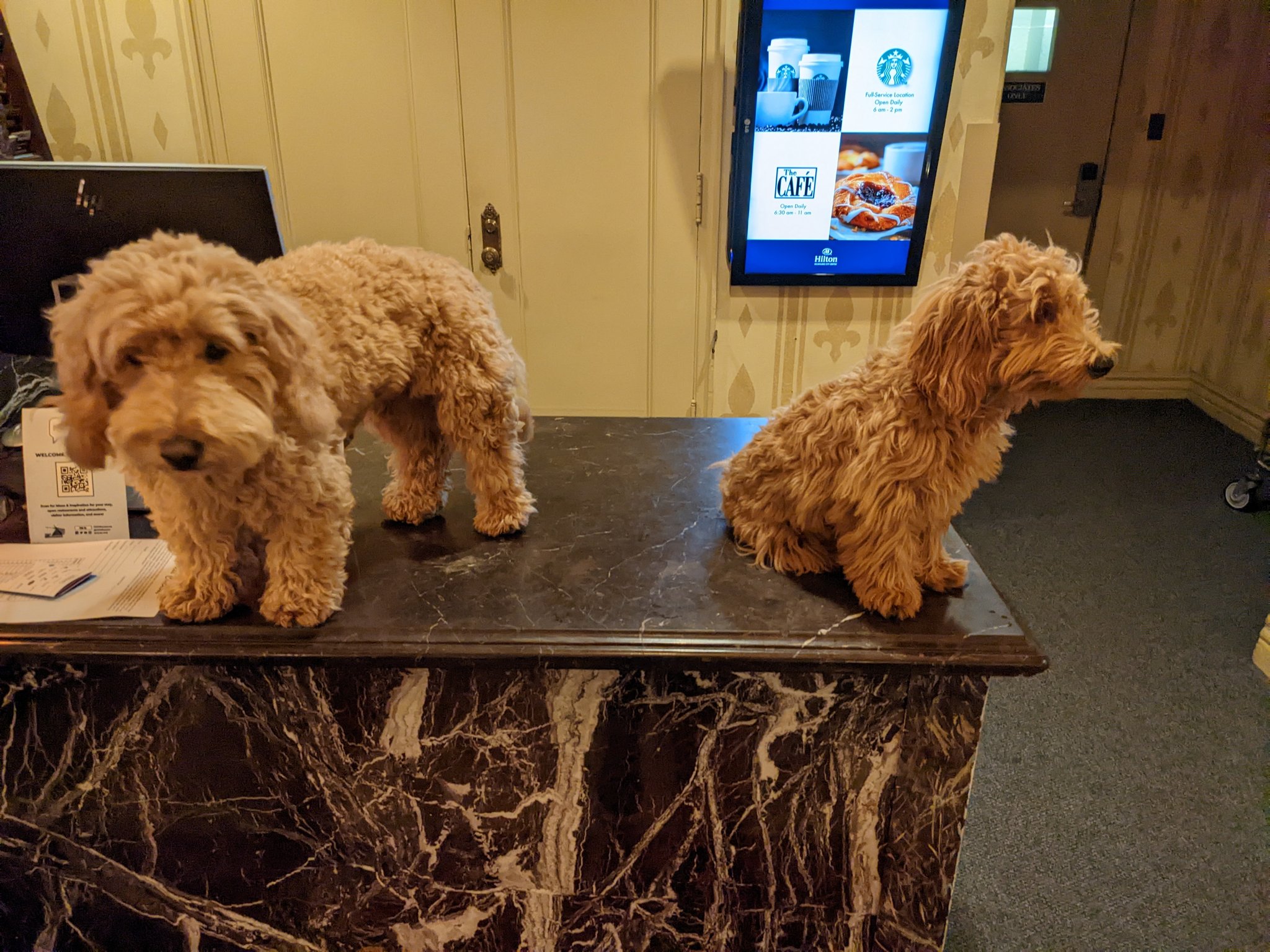 Saberspark On Twitter This Hotel I m At Just Has Random Dogs On Their saberspark-on-twitter-this-hotel-i-m-at-just-has-random-dogs-on-their