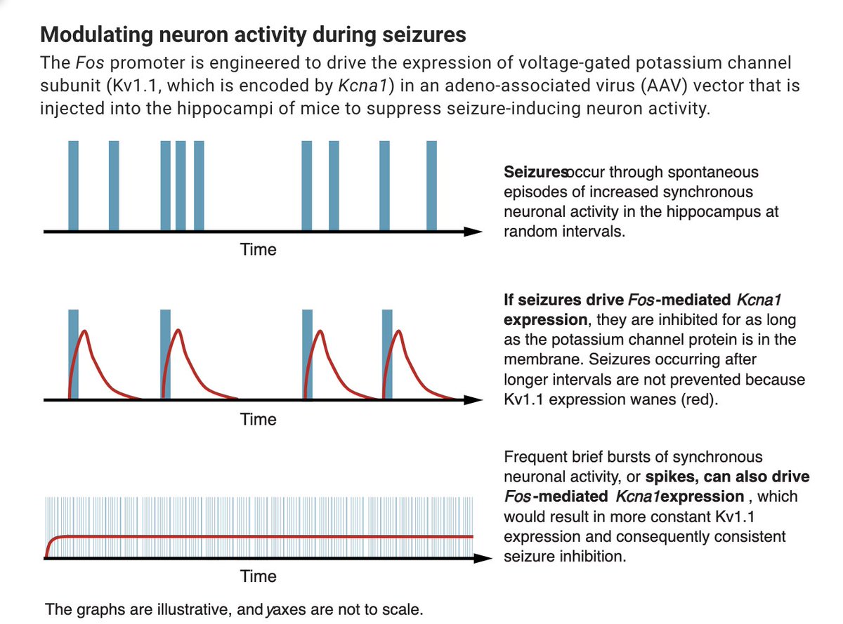 Could gene therapy prevent epileptic seizures? <a href="/sophieqyc_q/">Yichen Q</a> joins the <a href="/ScienceMagazine/">Science Magazine</a> Podcast to talk about an experiment in mice that quiets overactive neurons autonomously   science.org/doi/10.1126/sc…