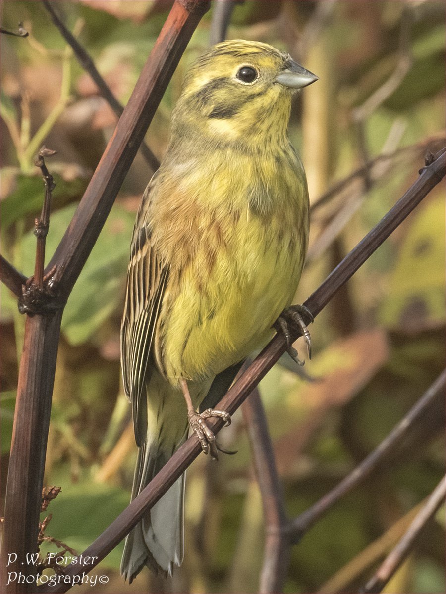 Yellow Bunt Gare end recent @teesbirds1 @WhitbyNats @WildlifeMag @Natures_Voice @wildlife @ynuorg @clevelandbirds @teeswildlife @TeesCoast @DurhamBirdClub @TeesmouthNNR @RSPBSaltholme @YWT_North @YorksWildlife @NTBirdClub #ukbirds