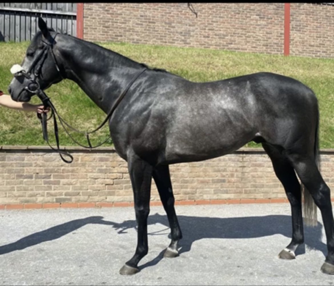 ✍️✍️   NEW SIGNING  ✍️✍️

⭐️⭐️⭐️  FULL AUTHORITY  ⭐️⭐️⭐️

83 rated 5yr old gelding , likes the AW and will give plenty of fun though the winter months before another turf campaign.
Not everyday you can own a horse of this level.
10% buy in £600 and £150 a month all in